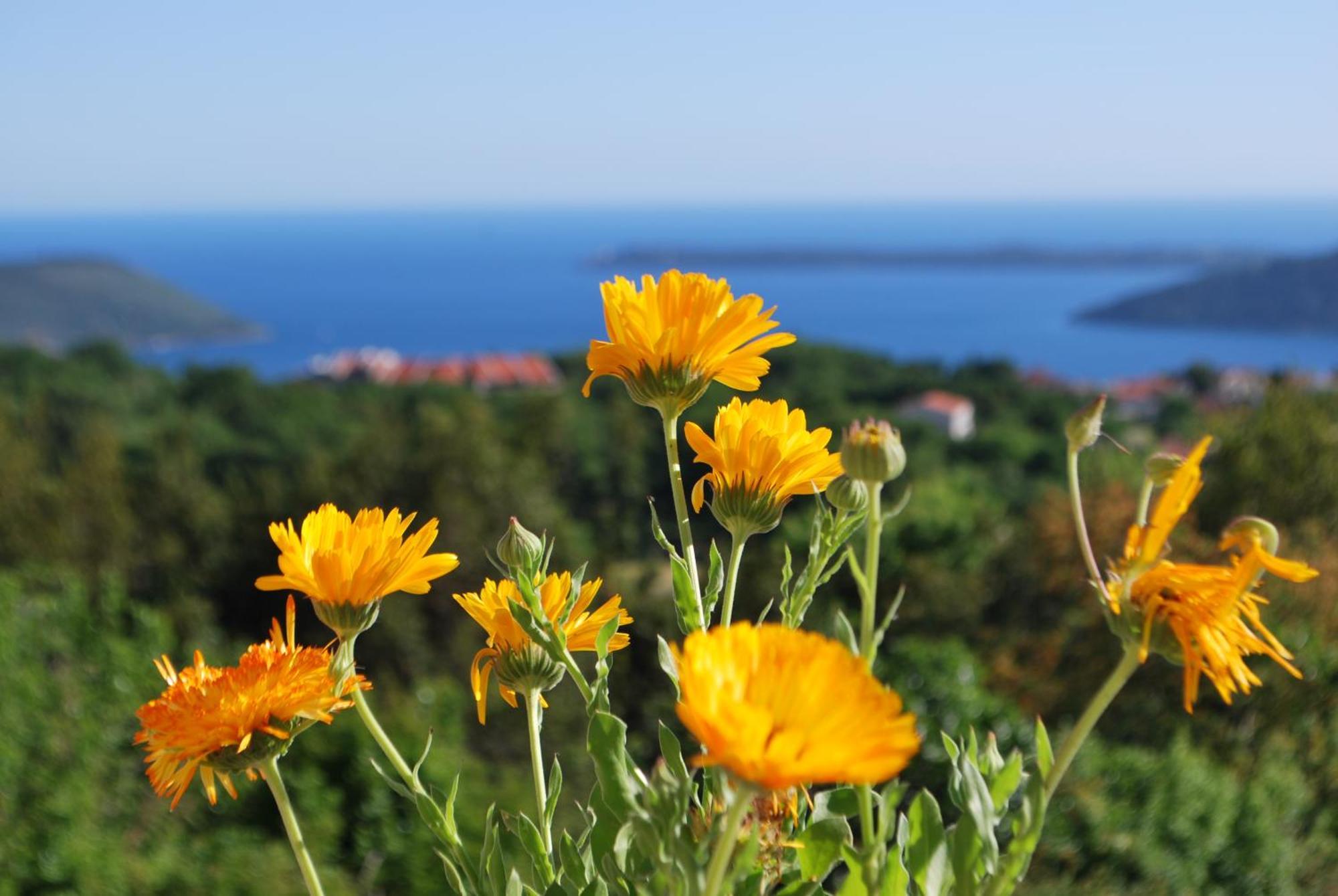 Vila Bella Vista Herceg Novi Zewnętrze zdjęcie